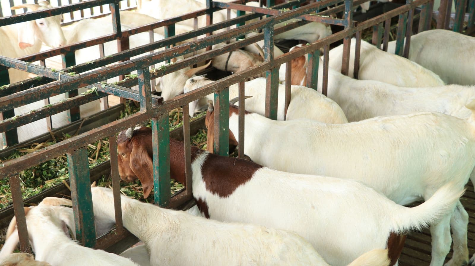 A goat herd