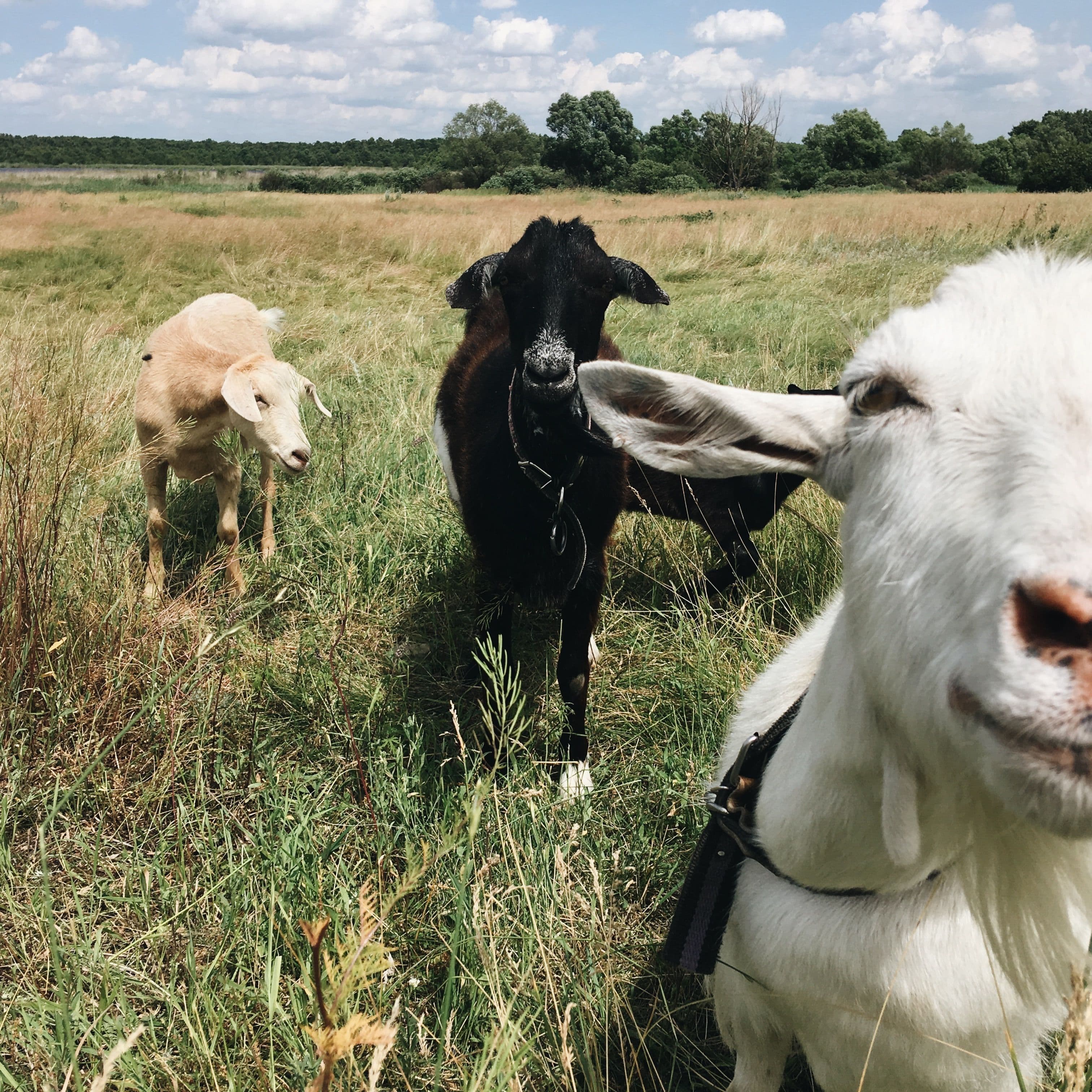 A member with their herd